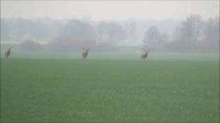 Drückjagd  Sauen und Rotwild [upl. by Alexi349]