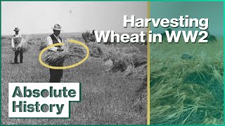 Why Harvesting Was So Important During The War  Wartime Farm EP8  Absolute History [upl. by Ambler]