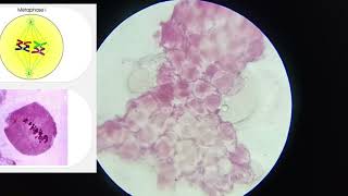 11th CLASS PRACTICAL  CELL DIVISION MEIOSIS 1 amp MEIOSIS 2  PROPHASE 5 STAGES  CBSE  GSEB bio [upl. by Ennazor]