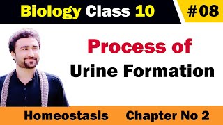 Process of urine formation class 10 biology [upl. by Beitch198]