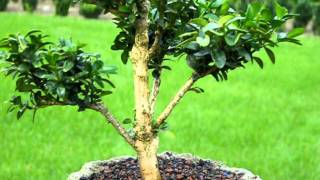 Buchsbaum Buxus Bonsai Formgehölz [upl. by Lawry69]