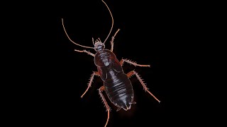 Cucaracha [upl. by Penrod]