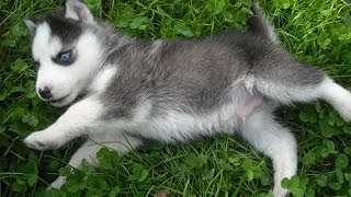 Siberian husky puppy playing outside for the first time cute amp funny [upl. by Yereffej]