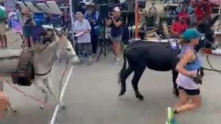 Competitors celebrate big wins in pack burro races [upl. by Eevets]