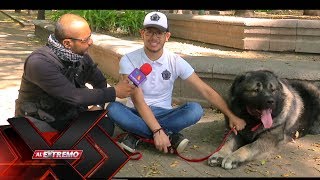 Pastor del cáucaso un perro ruso de más de 100 kilos  Al extremo [upl. by Jesselyn]