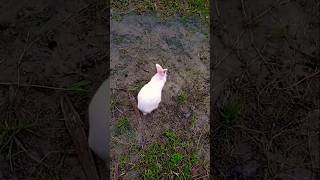 Beautiful small rabbit video shorts trending rabbit funny viralshorts animals pets [upl. by Elokkin]