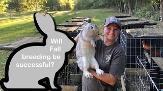 Breeding Rabbits Here is how we do it on our homestead [upl. by Leesa707]