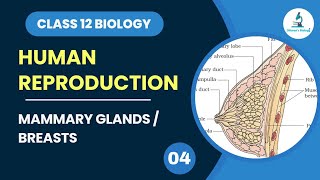 Mammary glands  Breasts  Human Reproduction  Female reproductive system  Class 12 Biology [upl. by Eedya]