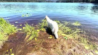 Lily the Borzoi  Toad Hunting Fun in the Mountain Lake [upl. by Naid]