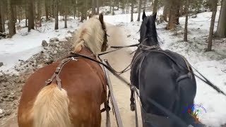 Winter Horse Trekking Adventuresleigh rides in Austria [upl. by Heddy]