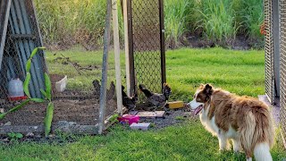 Border Collie vs Australian Shepherd Barking and Communication [upl. by Larine769]