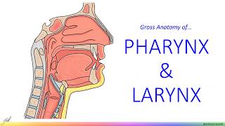 Pharynx amp Larynx  Gross Anatomy [upl. by Anifur]