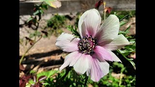 Cómo plantar tuberculos de Anémona de Caen  Anemone coronaria  Flor de París [upl. by Yehudi]